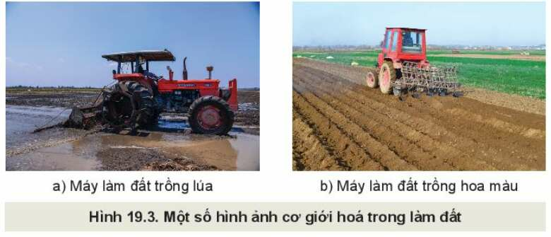 Công nghệ 10 Bài 19: Quy trình trồng trọt và cơ giới hoá trong trồng trọt | Kết nối tri thức (ảnh 3)