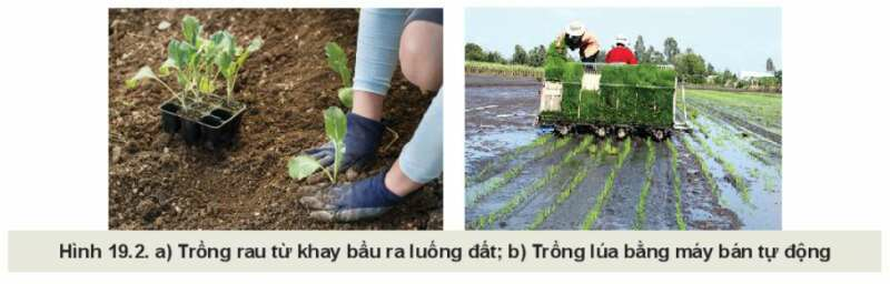 Công nghệ 10 Bài 19: Quy trình trồng trọt và cơ giới hoá trong trồng trọt | Kết nối tri thức (ảnh 2)