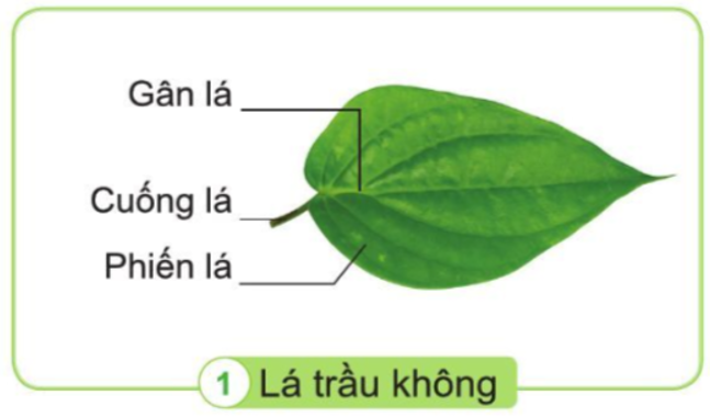 Tự nhiên và Xã hội lớp 3 trang 67 Quan sát - Cánh Diều (ảnh 1)