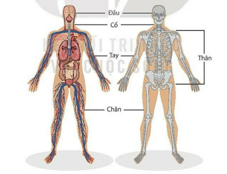 Lý thuyết Khái quát về cơ thể người (Kết nối tri thức) Khoa học tự nhiên 8 (ảnh 1)