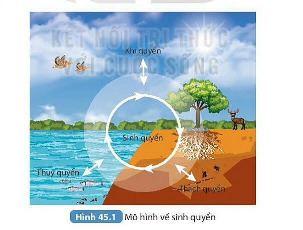 Lý thuyết Sinh quyển (Kết nối tri thức) Khoa học tự nhiên 8 (ảnh 1)