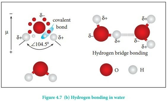 15 câu trắc nghiệm Liên kết hydrogen và tương tác van der waals Cánh diều (có đáp án 2023) CHỌN LỌC (ảnh 1)