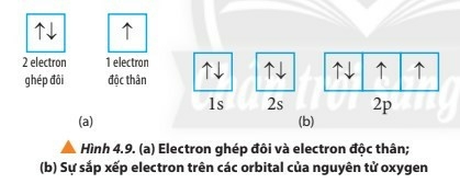 15 câu trắc nghiệm Cấu trúc lớp vỏ electron nguyên tử (có đáp án 2023) CHỌN LỌC (ảnh 8)