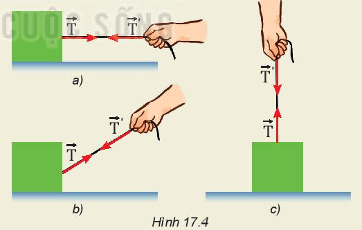 Vật Lí 10 Bài 17: Trọng lực và lực căng - Kết nối tri thức (ảnh 2)