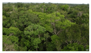 Dựa vào kiến thức đã học, sưu tầm những hình ảnh nổi bật về rừng nhiệt đới ở Nam Mỹ (ảnh 1)