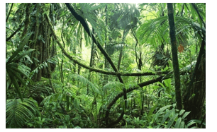 Dựa vào kiến thức đã học, sưu tầm những hình ảnh nổi bật về rừng nhiệt đới ở Nam Mỹ (ảnh 2)