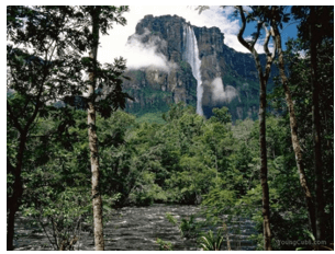 Dựa vào kiến thức đã học, sưu tầm những hình ảnh nổi bật về rừng nhiệt đới ở Nam Mỹ (ảnh 3)