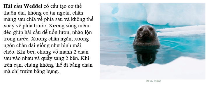 Đặc điểm nào về tự nhiên của châu Nam Cực làm em ấn tượng nhất (ảnh 3)