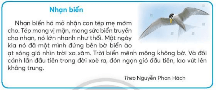 Ôn tập cuối học kì 2 trang 127, 128, 129 Tiếng Việt lớp 3 Tập 2 (Chân trời sáng tạo) (ảnh 2)