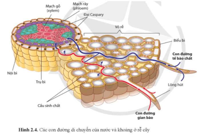 Sinh học 11 (Cánh diều) Bài 2: Trao đổi nước và khoáng ở thực vật (ảnh 1)