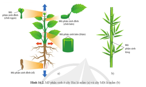 Sinh học 11 (Cánh diều) Bài 16: Sinh trưởng và phát triển ở thực vật (ảnh 1)