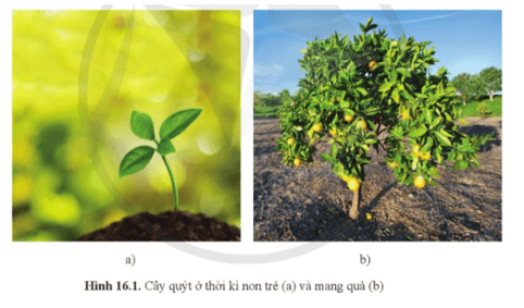 Sinh học 11 (Cánh diều) Bài 16: Sinh trưởng và phát triển ở thực vật (ảnh 2)