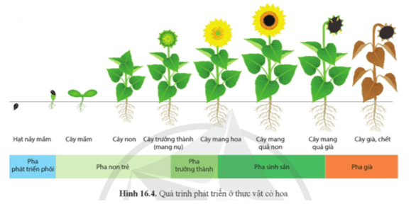 Sinh học 11 (Cánh diều) Bài 16: Sinh trưởng và phát triển ở thực vật (ảnh 5)