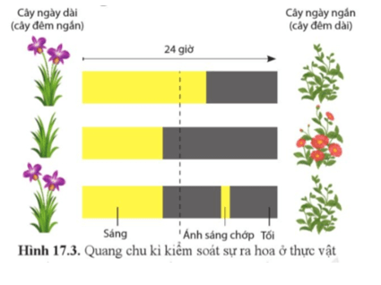 Sinh học 11 (Cánh diều) Bài 17: Các nhân tố ảnh hưởng đến sinh trưởng và phát triển ở thực vật (ảnh 3)