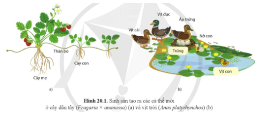 Sinh học 11 (Cánh diều) Bài 20: Khái quát về sinh sản ở sinh vật (ảnh 1)