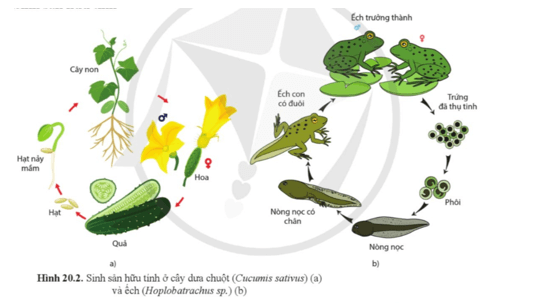 Sinh học 11 (Cánh diều) Bài 20: Khái quát về sinh sản ở sinh vật (ảnh 2)