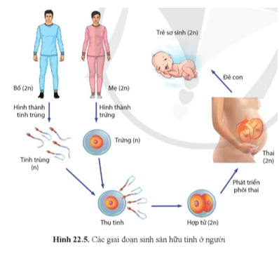 Sinh học 11 (Cánh diều) Bài 22 : Sinh sản ở động vật (ảnh 6)