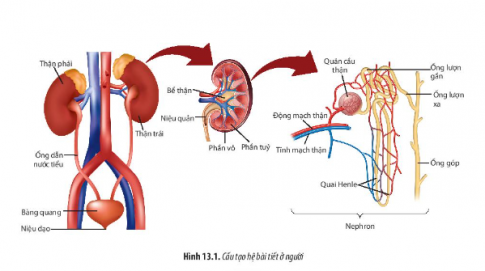 Sinh học 11 (Chân trời sáng tạo) Bài 13 : Bài tiết và cân bằng nội môi (ảnh 1)