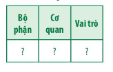 Sinh học 11 (Chân trời sáng tạo) Bài 13 : Bài tiết và cân bằng nội môi (ảnh 2)