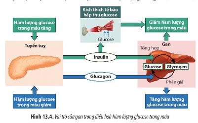 Sinh học 11 (Chân trời sáng tạo) Bài 13 : Bài tiết và cân bằng nội môi (ảnh 3)