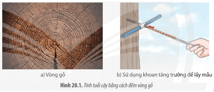 Sinh học 1 (Chân trời sáng tạo) Bài 20: Sinh trưởng và phát triển ở thực vật (ảnh 1)