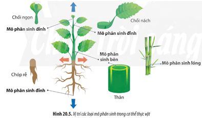 Sinh học 1 (Chân trời sáng tạo) Bài 20: Sinh trưởng và phát triển ở thực vật (ảnh 6)