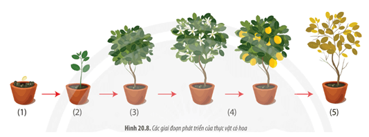 Sinh học 1 (Chân trời sáng tạo) Bài 20: Sinh trưởng và phát triển ở thực vật (ảnh 7)