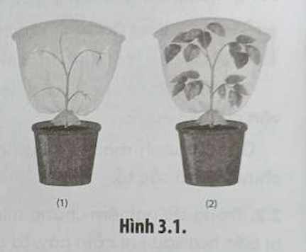 SBT Sinh học 11  (Chân trời sáng tạo) Bài 3: Thực hành: Thí nghiệm trao đổi nước ở thực vật và trồng cây bằng thuỷ canh, khí canh (ảnh 1)