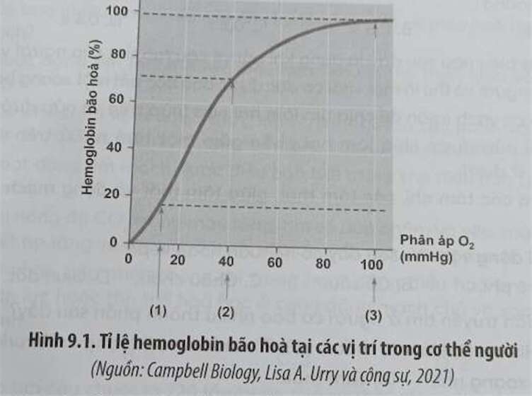 Hình 9.1 mô tả đường cong biểu diễn tỉ lệ hemoglobin bão hoà tại các vị trí trong cơ thể người (ảnh 1)