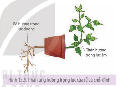 Sinh học 11 (Kết nối tri thức) Bài 15: Cảm ứng ở thực vật (ảnh 5)
