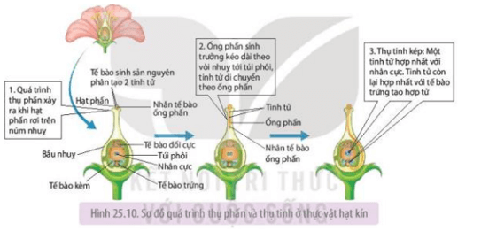 Sinh học 11 (Kết nối tri thức) Bài 25: Sinh sản ở thực vật (ảnh 1)