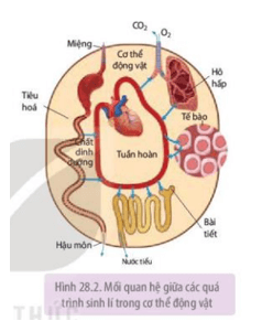 Sinh học 11 (Kết nối tri thức) Bài 28: Mối quan hệ giữa các quá trình sinh lí trong cơ thể sinh vật (ảnh 3)