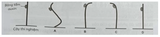 SBT Sinh học 11 (Chân trời sáng tạo) Bài 15: Cảm ứng ở thực vật (ảnh 2)