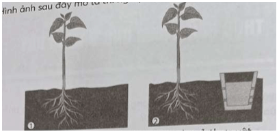 SBT Sinh học 11 (Chân trời sáng tạo) Bài 16 : Thực hành: Cảm ứng ở thực vật (ảnh 1)