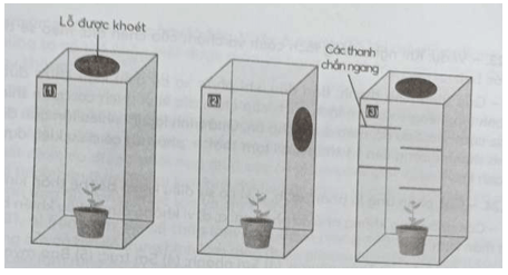 SBT Sinh học 11 (Chân trời sáng tạo) Bài 16 : Thực hành: Cảm ứng ở thực vật (ảnh 3)