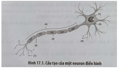 SBT Sinh học 11 (Chân trời sáng tạo) Bài 17: Cảm ứng ở động vật (ảnh 1)