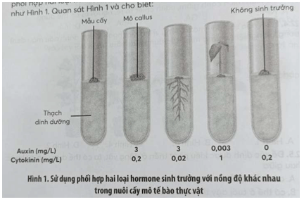 SBT Sinh học 11 (Chân trời sáng tạo): Ôn tập Chương 3 (ảnh 3)