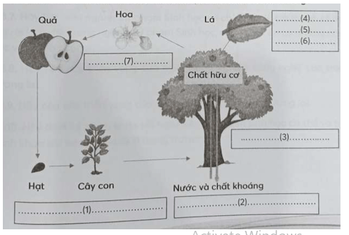 SBT Sinh học 11 (Chân trời sáng tạo) Bài 27: Cơ thể sinh vật là một hệ thống mở và tự điều chỉnh (ảnh 1)