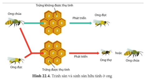 Sinh học 11 (Cánh diều) Bài 22 : Sinh sản ở động vật (ảnh 2)