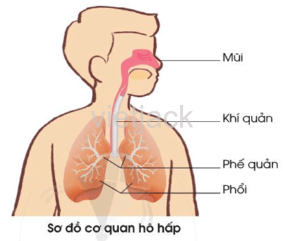 Bài 16: Cơ quan hô hấp Tự nhiên và Xã hội lớp 2 (Cánh diều) (ảnh 2)