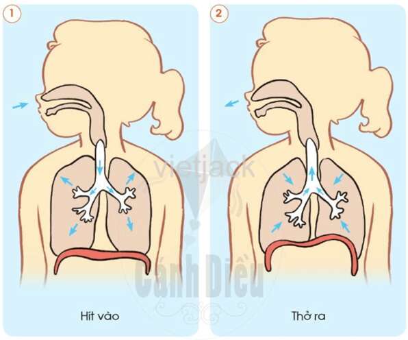 Bài 16: Cơ quan hô hấp Tự nhiên và Xã hội lớp 2 (Cánh diều) (ảnh 4)