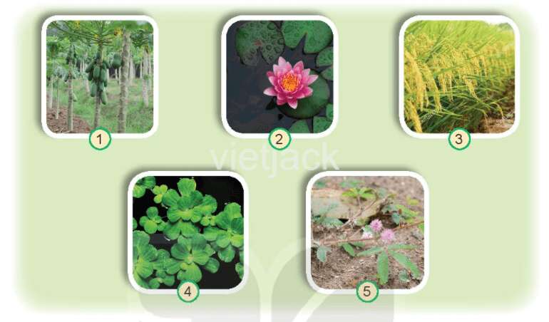 Bài 16: Thực vật sống ở đâu Tự nhiên và Xã hội lớp 2 (Kết nối tri thức) (ảnh 5)