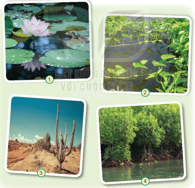 Bài 16: Thực vật sống ở đâu Tự nhiên và Xã hội lớp 2 (Kết nối tri thức) (ảnh 1)