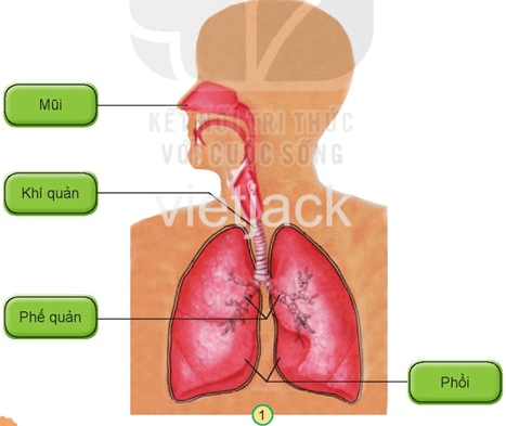 Bài 23: Tìm hiểu cơ quan hô hấp Tự nhiên và Xã hội lớp 2 (Kết nối tri thức) (ảnh 2)