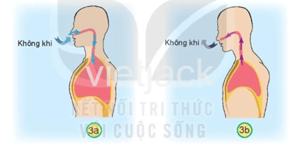 Bài 23: Tìm hiểu cơ quan hô hấp Tự nhiên và Xã hội lớp 2 (Kết nối tri thức) (ảnh 4)