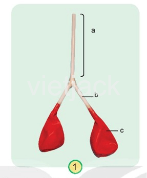 Bài 23: Tìm hiểu cơ quan hô hấp Tự nhiên và Xã hội lớp 2 (Kết nối tri thức) (ảnh 5)