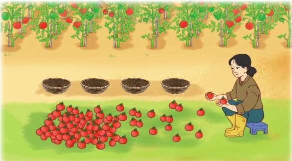 Hỏi mỗi rổ có bao nhiêu quả cà chua? (ảnh 2)