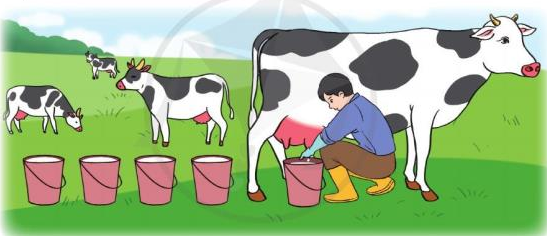 Hỏi chú Nam vắt được tất cả bao nhiêu lít sữa bò? (ảnh 1)