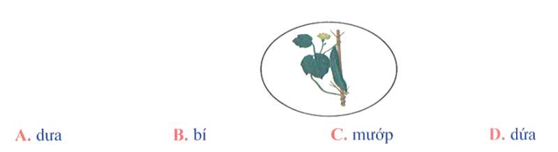 Bài tập cuối tuần Tiếng Việt lớp 1 (Cánh diều) Tuần 11 có đáp án (ảnh 3)