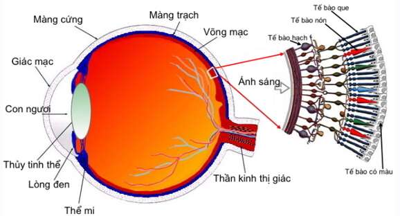 Phương pháp giải Công thức về mắt (50 bài tập minh họa) (ảnh 1)